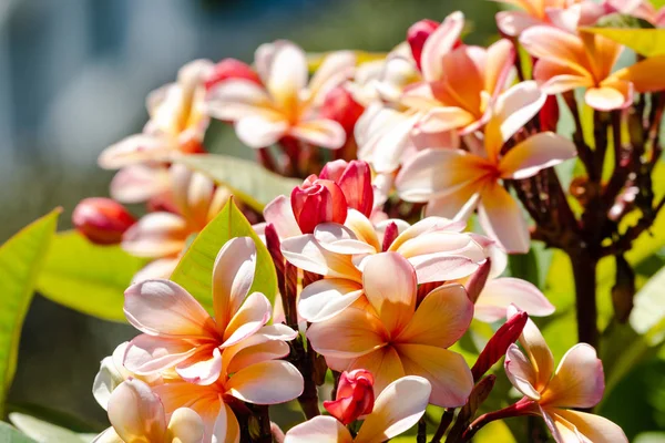Plumeria Tropical Rosa Árvore Frangipani Disparada Livre Sob Forte Luz — Fotografia de Stock