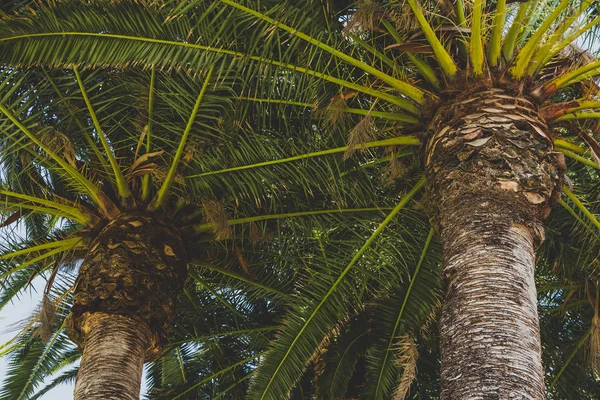 Grands Palmiers Photographiés Sous Fort Soleil Australie Occidentale — Photo