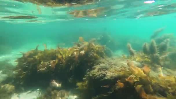 Clip Subacquea Con Increspature Nella Sabbia Rocce Corallo Alghe Sotto — Video Stock
