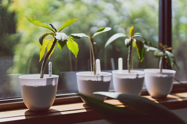 indoor gardening and home decor concept, tiny franigpani plants in white pots lined up on window with backyard bokeh outside