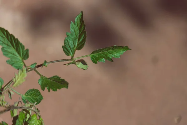 Close Tomato Plant Leaves Shot Shallow Depth Field Sunny Backyard — Stock Photo, Image