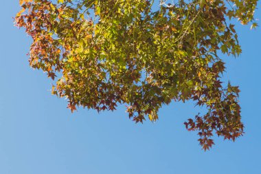 Güzel kırmızı ve sarı sonbahar yapraklı akçaağaç ve arkasında da Avustralya 'da çekilen mavi gökyüzü.