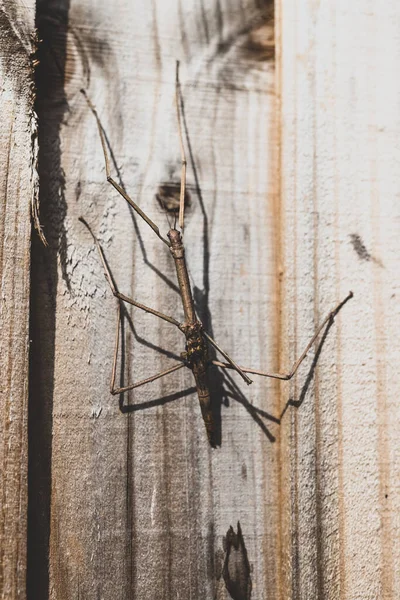 Big Stick Insekt Wird Auf Holzzaun Imitiert Erschossen Australien Sonnigem — Stockfoto