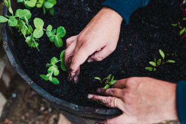 Sebze ve ot yetiştirmek, bahçıvanın elleri küçük pancar kökü ve bezelye tohumlarını sebze bahçesi kabına ekmek.