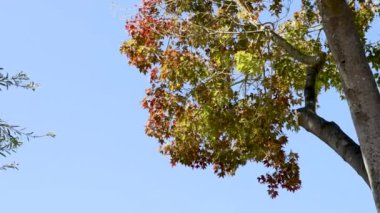 Japon akçaağacı, güzel kırmızı ve sarı sonbahar yaprakları ve arka planda sakin mavi gökyüzü, yakınlaşıyor ve uzaklaşıyor.