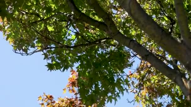 Árvore Bordo Japonês Com Folhagem Outono Vermelho Amarelo Beutiful Céu — Vídeo de Stock