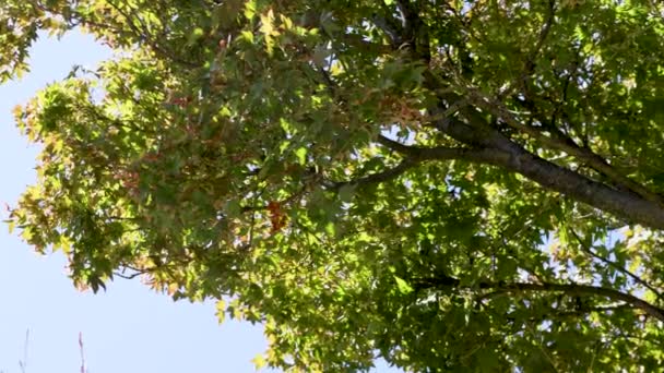érable japonais avec un feuillage d'automne rouge et jaune abondant et un ciel bleu serein en arrière-plan, caméra panoramique horizontalement 