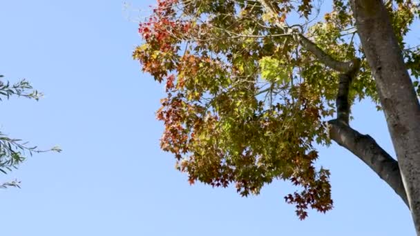 Árbol Arce Japonés Con Hermoso Follaje Otoño Rojo Amarillo Cielo — Vídeos de Stock