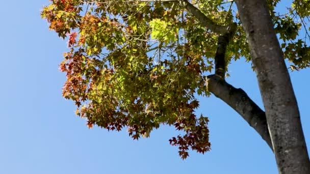 Japoński Klon Drzewo Pięknymi Czerwonymi Żółtymi Jesiennymi Liśćmi Pogodnym Błękitnym — Wideo stockowe