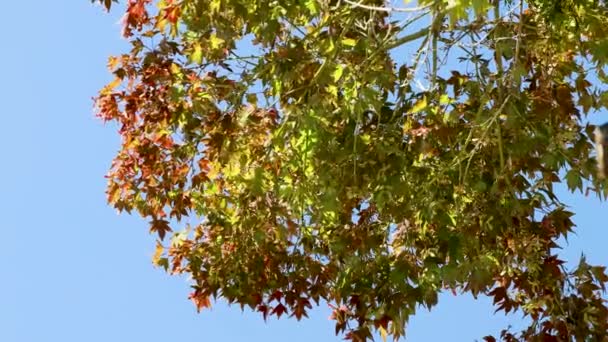 Árvore Bordo Japonês Com Folhagem Outono Vermelho Amarelo Beutiful Céu — Vídeo de Stock