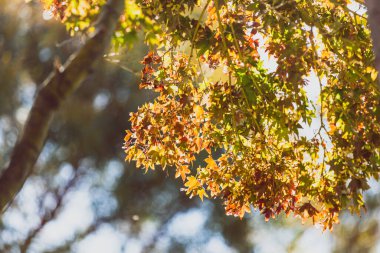 Japon akçaağacı güzel sonbahar yapraklarıyla kırmızı ve sarı yapraklarla sığ bir tarlada güneş ışığı altında. 