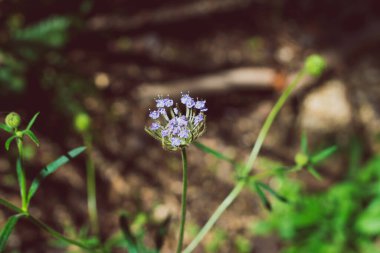 Avustralya 'nın yerlisi Rottnest Adası papatya çiçeği güneşli arka bahçedeki sığ bir tarlada vuruldu.