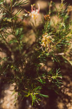 Avustralya 'nın yerli yeşili, sarı ve pembe çiçekli semperflorlar doğrudan güneş ışığı altında sığ bir alanda çekiliyorlar.