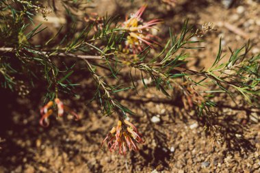 Avustralya 'nın yerli yeşili, sarı ve pembe çiçekli semperflorlar doğrudan güneş ışığı altında sığ bir alanda çekiliyorlar.