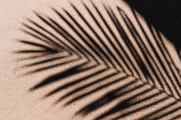 Schatten Tropischer Palmenblätter Auf Betonpfad Aufgenommen Unter Direkter Sonneneinstrahlung Einem — Stockfoto