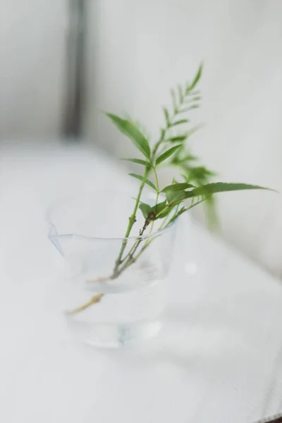 Indoor Gardening Concept Tiny Branches Green Leaves Glass Water Small — Stock Photo, Image