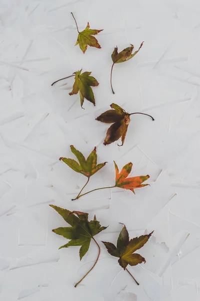 Belas Folhas Bordo Japonesas Com Cores Outono Ainda Vida Superfície — Fotografia de Stock