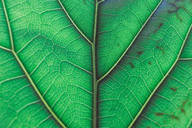 Günışığı saçan ve damarları ve desenleri aydınlatan keman yaprağı incir bitkisinin makro görüntüsü. 