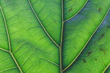 Günışığı saçan ve damarları ve desenleri aydınlatan keman yaprağı incir bitkisinin makro görüntüsü. 