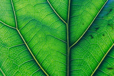 Günışığı saçan ve damarları ve desenleri aydınlatan keman yaprağı incir bitkisinin makro görüntüsü. 