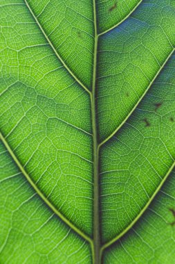 Günışığı saçan ve damarları ve desenleri aydınlatan keman yaprağı incir bitkisinin makro görüntüsü. 