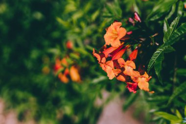 Güneşli arka bahçede bol portakal çiçekli tacoma bitkisi sığ bir tarlada vuruldu.