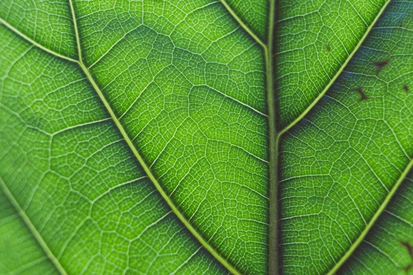macro shot of fiddle leaf fig plant with sunlight shining through and highlighting the veins and patterns