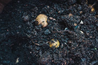 Arka bahçende sebze ve ot yetiştiriyorsun. Patates filizli büyük bir tencere.