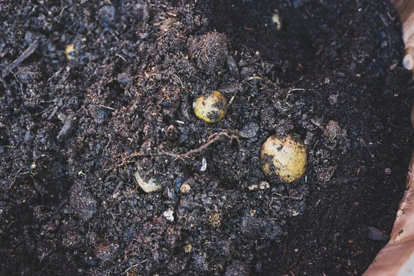 Cultivo Legumes Ervas Seu Quintal Panela Grande Com Brotos Batata — Fotografia de Stock