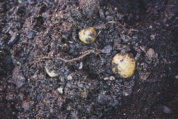 Groenten Kruiden Verbouwen Achtertuin Grote Pot Met Aardappelspruiten Geplant — Stockfoto