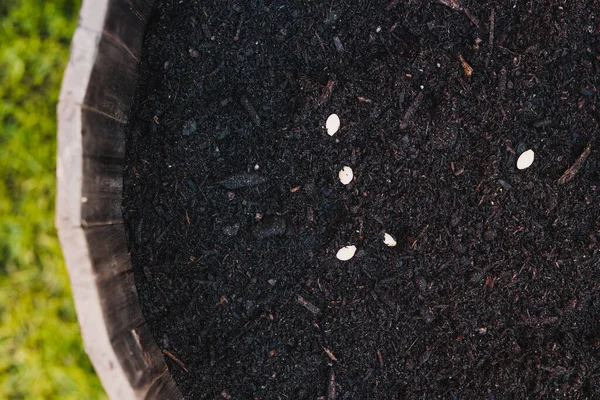 Arka Bahçenizde Sebze Yetiştirirsiniz Ortasında Kabak Tohumları Olan Büyük Bir — Stok fotoğraf
