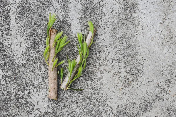 environmental awareness and need of respect for nature metaphor, small piece of branch with green leaves chopped off laid on concrete