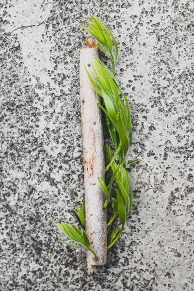 environmental awareness and need of respect for nature metaphor, small piece of branch with green leaves chopped off laid on concrete