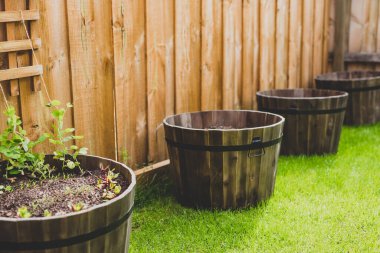 Arka bahçenizde sebze yetiştirirsiniz, fidelerle dizilmiş saksılar, bezelye tohumları ve yeşil çimenlikte havuç yetiştirirsiniz.