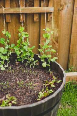 Arka bahçenizde sebze yetiştirirsiniz. İçinde fidanlar, bezelye tohumları ve yeşil çimenlikte havuç yetiştirirsiniz.