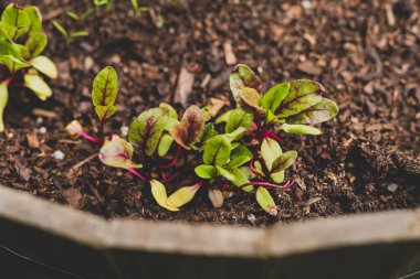Arka bahçenizde sebze yetiştirirsiniz, pancar tohumu yaprakları yakın planda büyür.