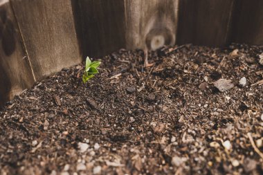 Arka bahçenizde sebze yetiştirirsiniz. Fasulye tohumu yaprakları yakın planda büyür. Büyük vejetaryen saksısında yetişir.