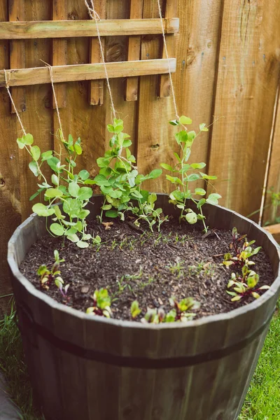裏庭で野菜を育て 緑の草のパッチにビートの根の雪のエンドウ豆とニンジンの種を植えた鍋を並べ — ストック写真