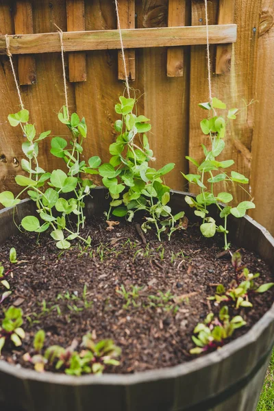 あなたの裏庭で野菜を育て 緑の草のパッチにビートルートの雪のエンドウ豆とニンジンの苗と種子を持つポットの詳細 — ストック写真