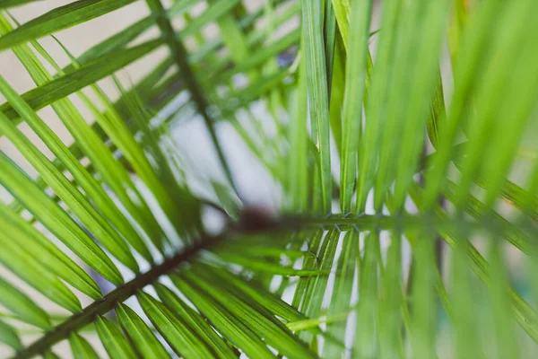 Güneşli Arka Bahçede Tropikal Palmiye Yaprağına Yakın Çekim Sığ Alan — Stok fotoğraf