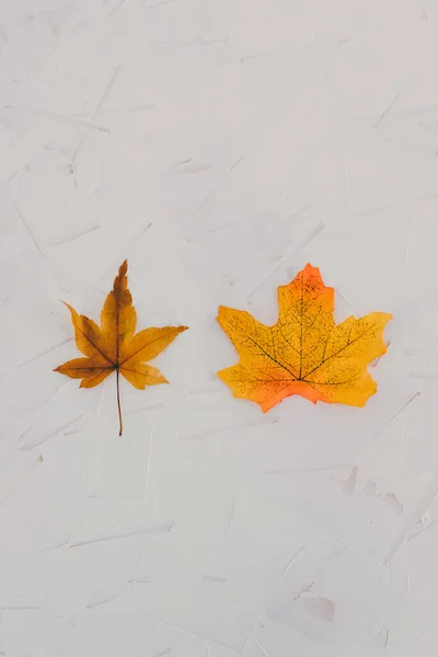 Реальные Поддельные Концептуальные Натюрморты Реальные Осенние Листья Малины Пластиковые Реплики — стоковое фото