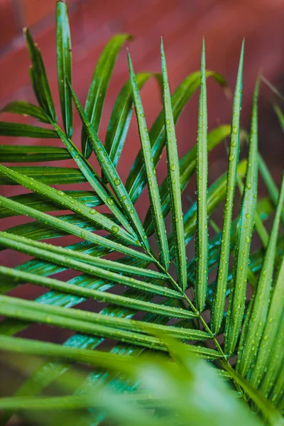 Arka Bahçede Yağmur Damlaları Olan Palmiye Yapraklarının Yakın Plan Çekimi — Stok fotoğraf