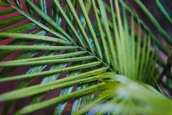 Close Palm Tree Leaves Raindrops Outdoor Backyard Tropical Rain Shot — Stock Photo, Image
