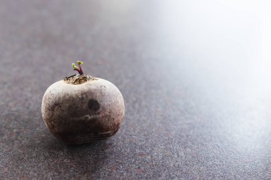 Sağlıklı besin maddeleri ve organik üretim konsepti. Sığ alan derinliğindeki küçük lahanalı pancar kökü.