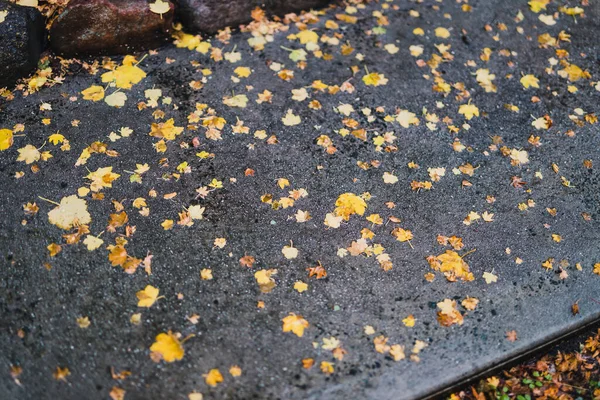 Falen Jaune Feuilles Automne Sur Chemin Béton Sous Grenaille Pluie — Photo