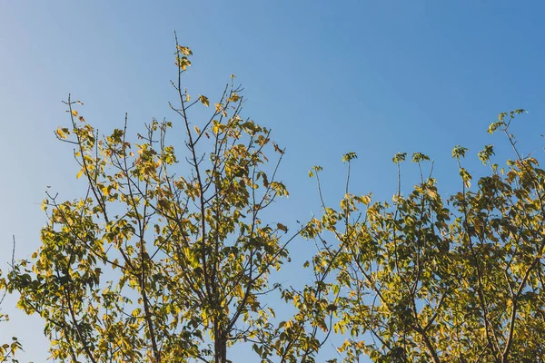 Ветви Кленовых Деревьев Желтыми Осенними Листьями Голубым Небом Открытом Воздухе — стоковое фото
