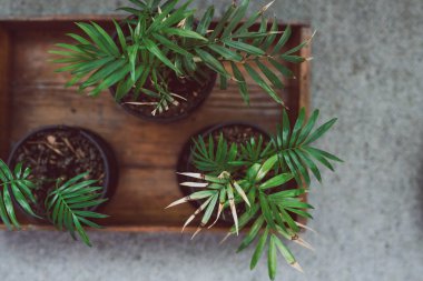 Küçük palmiye bitkileri kapalı alanda ahşap tepsi üzerinde sığ alan derinliğinde çekim