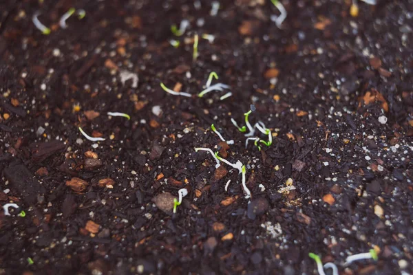 Close Onion Seedlings Indoor Trays Shot Shallow Depth Field — Stock Photo, Image