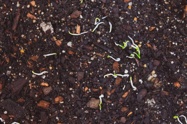 Close Onion Seedlings Indoor Trays Shot Shallow Depth Field — Stock Photo, Image