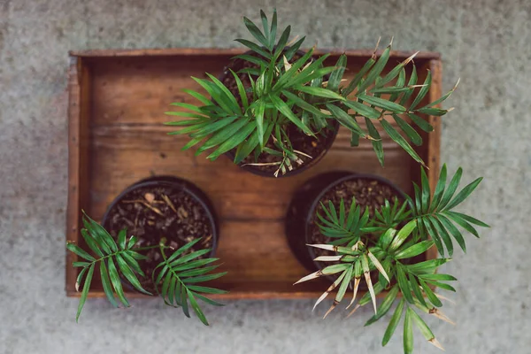 small parlour palm plants indoor on wooden tray shot at shallow depth of field